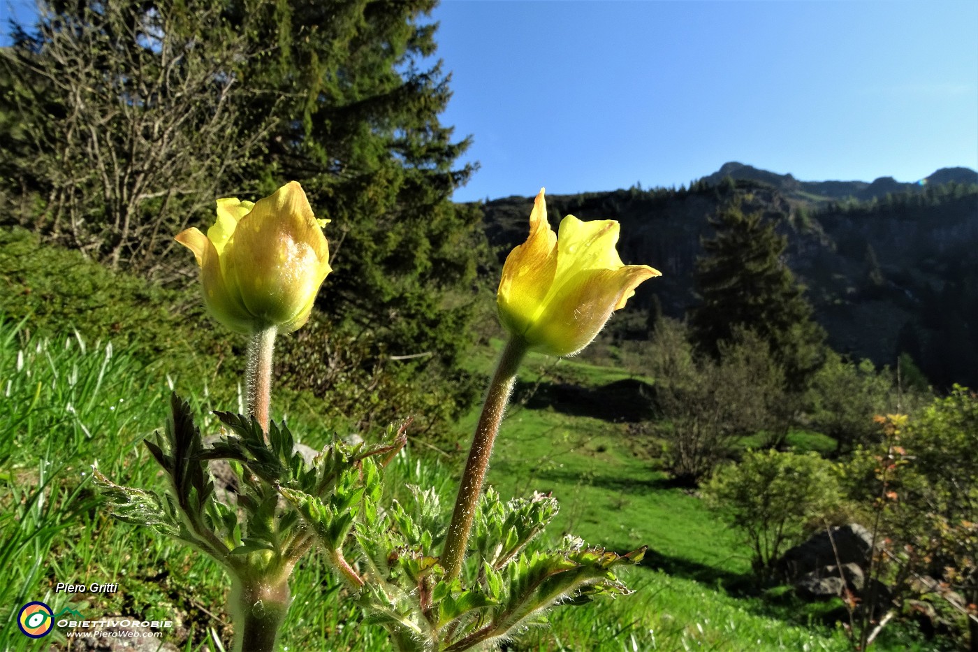 08 Pulsatilla alpina sulfurea in bocciolo.JPG